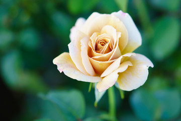 yellow  Rose,selective focus.