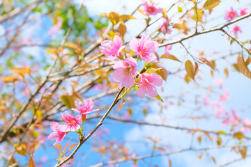  Wild Himalayan Cherry