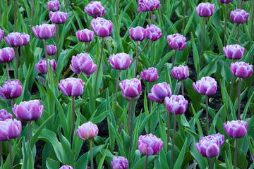 Nature Background of Blooming Purple Tulips Flowers