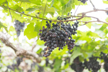 grapes fruit hanging