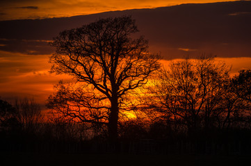 Sunset behind a tree