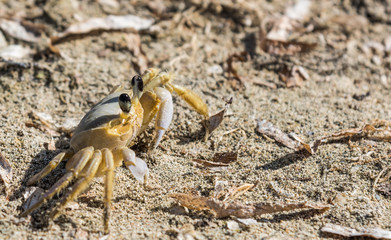 crab on the sand