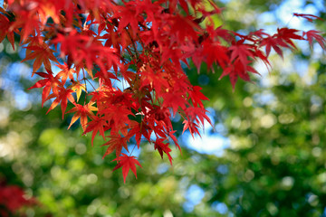 Autumn leaves on sunshine background