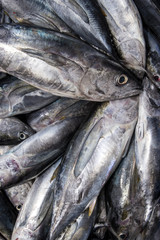 Bluefin Tuna Fish close up