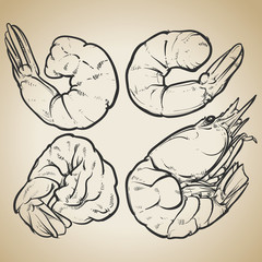 Shrimp cocktail drawing on a vintage background. seafood for a p