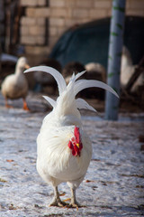 beautiful cockwhite chicken rooster