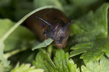 Slug is having lunch