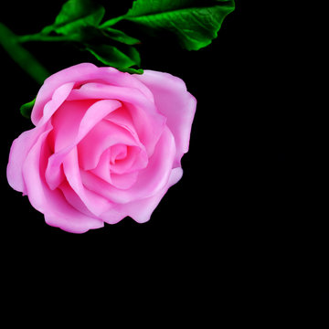 Pink rose concept.