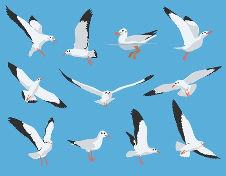 Set of flying and swimming Sea Bird and Seagull Vector Illustration