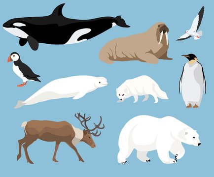 Set of arctic animals illustration in flat style, polar bear, penguin, reindeer, puffin and others