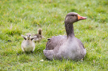 The Greylag Goose with its chicks (goslings)
