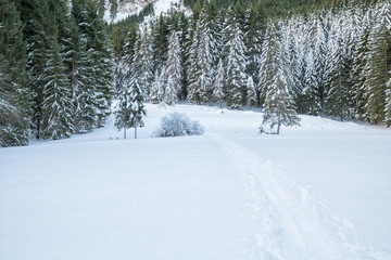 Swiss Winter - Forest covered in snow