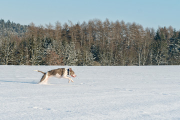 Running staffordshire bull terrier