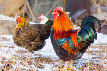 beautiful cock