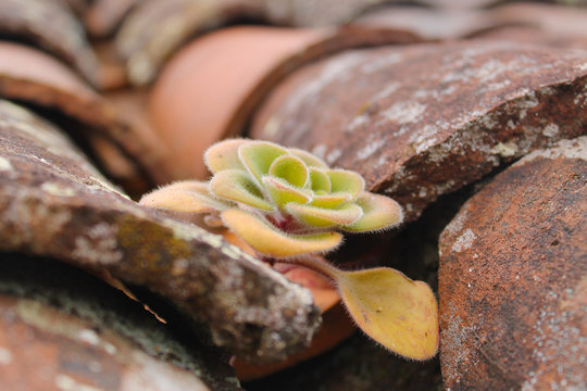 Planta entre tejas