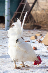 beautiful cockwhite chicken rooster
