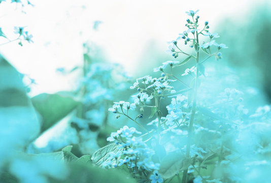 Blue blury springtime Myosotis flowers, defocused, magical ethereal floral world. Icy toned.