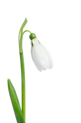 Beautiful Snowdrop flower