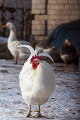 beautiful cockwhite chicken rooster