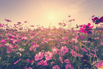 Field cosmos flower and sky sunlight with Vintage filter.