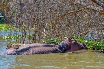 Hippo or Hippopotamus amphibius