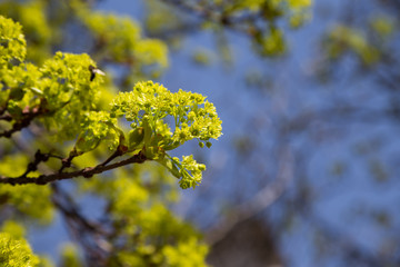 yellow flowers maple tree