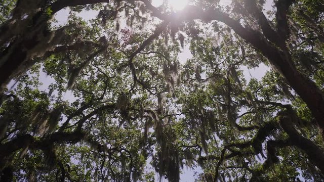 The historic  district from Savannah with Live Oaks covered in Spanish Moss , Georgia, USA, SEP 2016