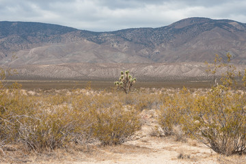 Joshua Tree and a Desert Landscape