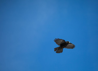 Vögel der Lüfte