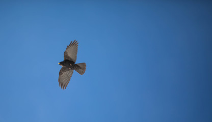 Vögel der Lüfte