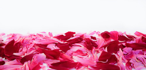 Pink and red petals of peony flowers lying on white background