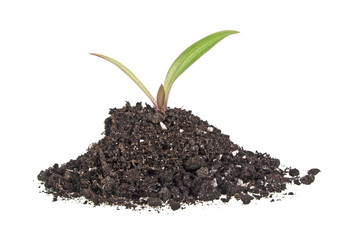 Young plant with humus isolated on white background