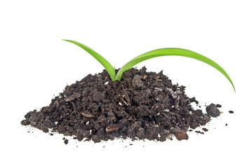 Young plant with humus isolated on white background