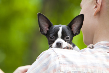 Puppy chihuahua siting with man in the park