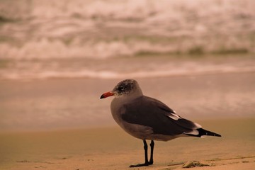Raully the Sea Gull at the Waters Edge