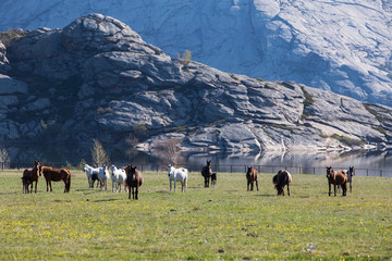landscape with wild horses near the mountain.