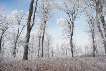 Winter forest - snowy winter wonderland