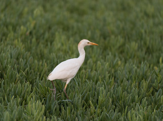 White egret on Oahu