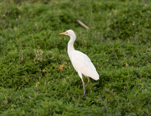 White egret on Oahu