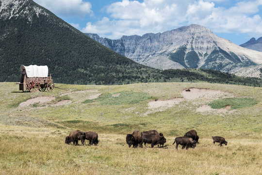 horizontal image of buffalo roaming the fields with an old covered wagon sitting in the distance with large mountains in the background on a warm summer day.