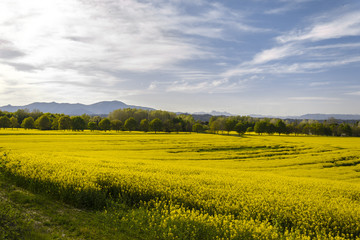 Campo di Fiori di Colza gialli - Panorama Toscana - Italia