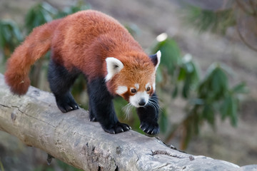 Panda roux se d&eacute;pla&ccedil;ant sur un tronc
