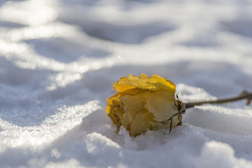 gelbe Rose im Schnee 4