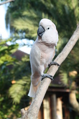 White cackatoo