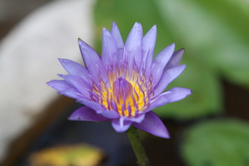 water lily