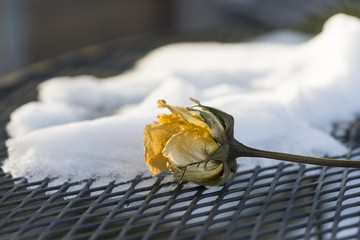 gelbe Rose im Schnee 1