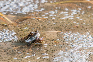 Mating Frogs Enclosed By Spawn
