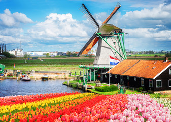 traditional Dutch windmill and red, pink and yellow tulips rows, Netherlands, toned