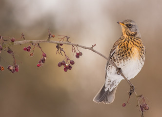 Fieldfare - Turdus pilaris