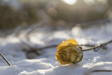 gelbe Rose im Schnee 5